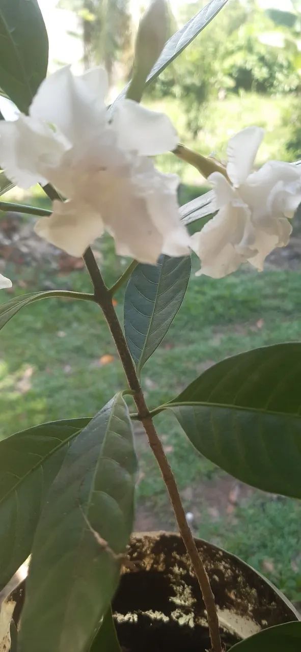 Venda plantas - Foto 2