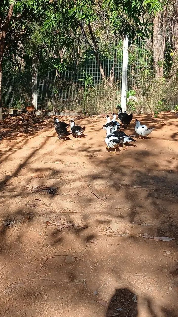 Vendo pato - Foto 2