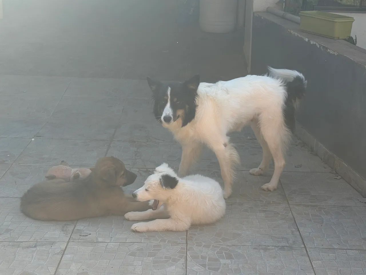 Vendo boder collie  - Foto 5