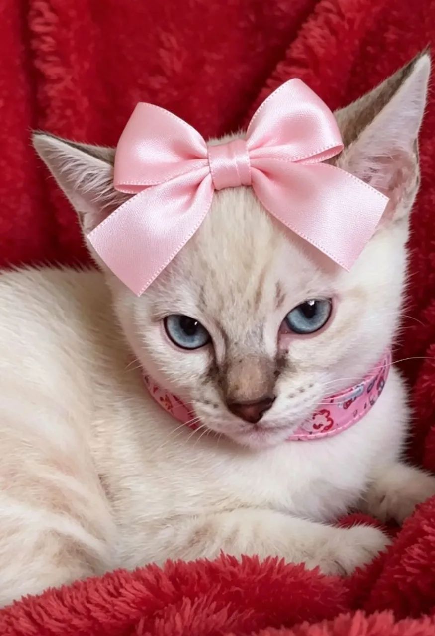 Gato fêmea siamês tigrada com 2 meses  - Foto 2