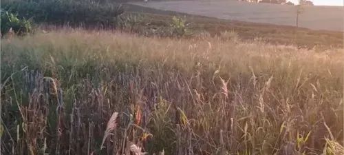 Chácara em Mandaguari - Foto 4