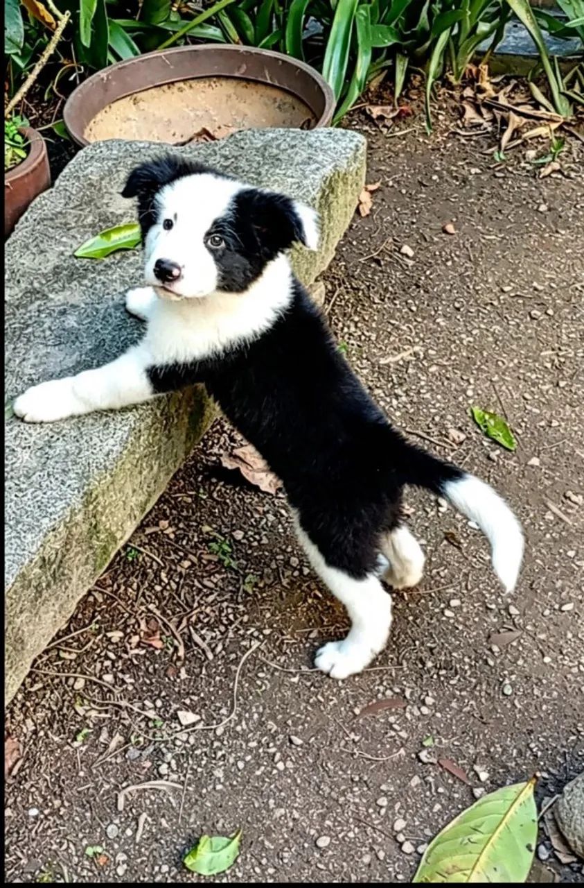 Border collie 2 meses - Foto 4