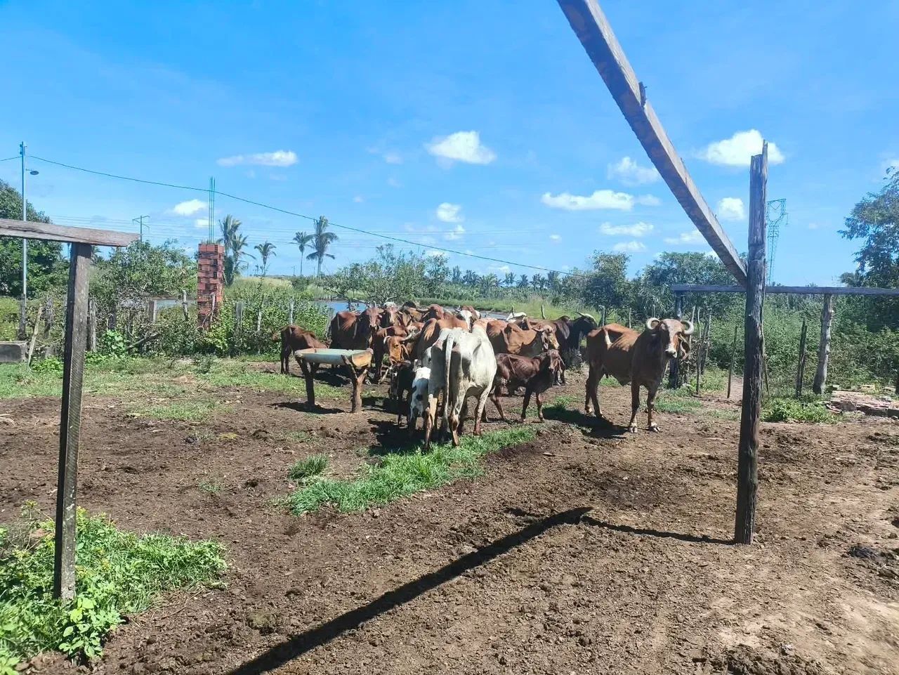 FAZENDA À VENDA  MIRANDA DO NORTE/MA - Foto 5