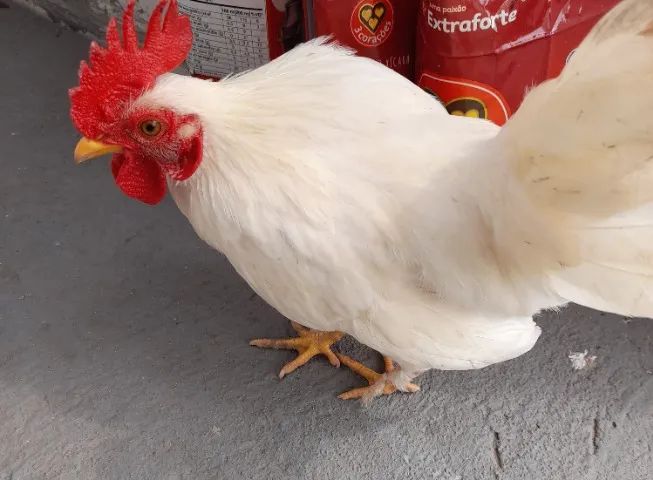Tenho 5 Garnizé todos saudáveis  - Foto 3