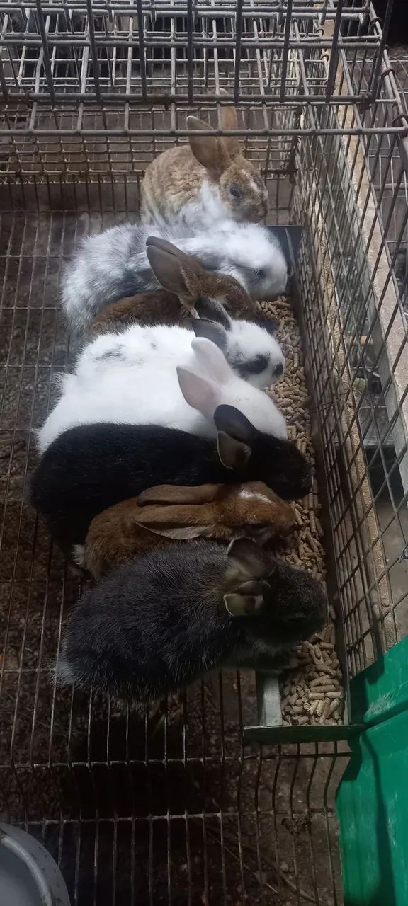 Coelhos netherland 