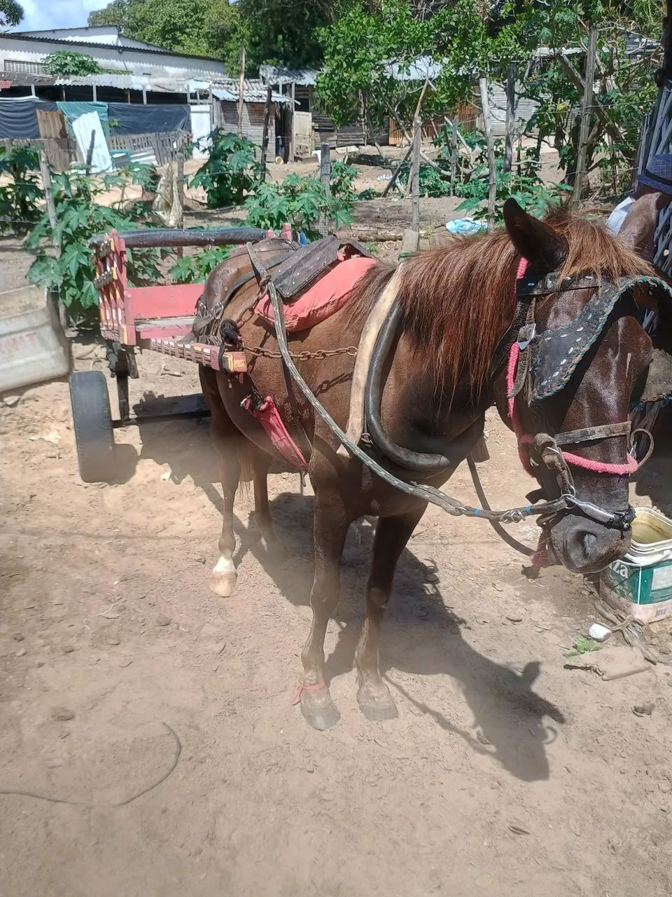 Vendo égua e carroça  - Foto 4