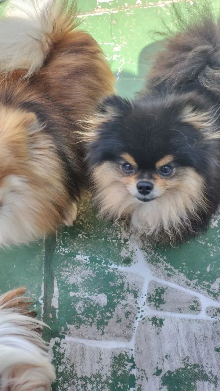Spitz anão Black tan para cobertura 