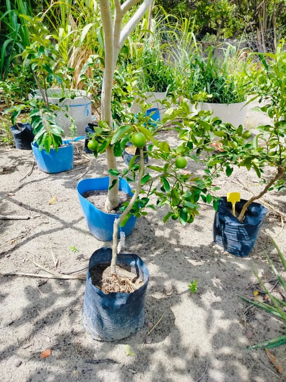 Mudas de limão e laranja kinkan já produzindo  - Foto 2