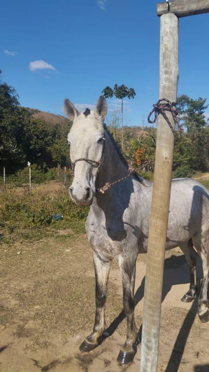 Cavalo marcbs picada - Foto 2