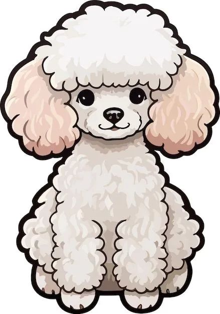 Procuro poodle 