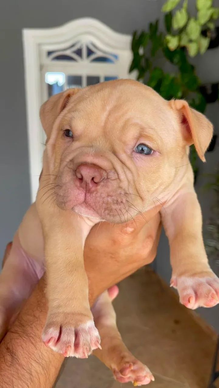 Filhotes de American Bully