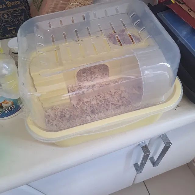 Hamster com casinha e acessórios  - Foto 4