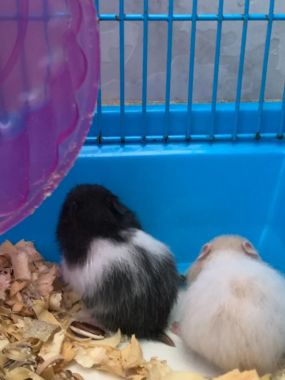 Vendo filhotes de hamster  - Foto 4