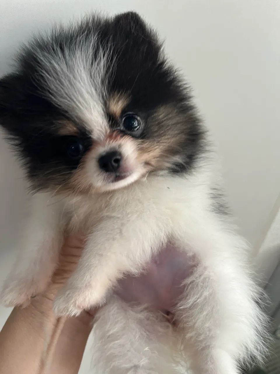 Spitz alemao anao  - Foto 4