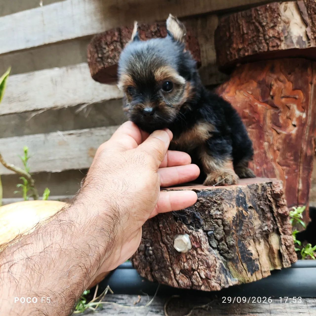 Yorkshire terrier - Foto 2