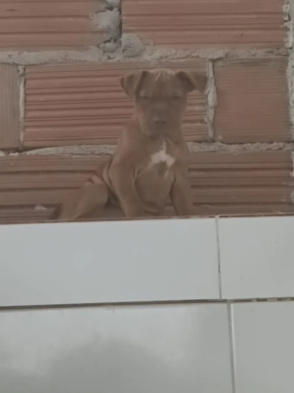 Cachorra pitbull - Foto 2