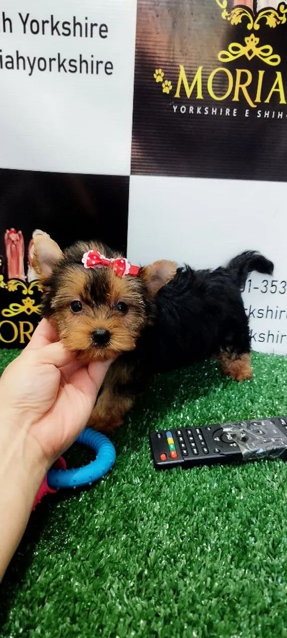 Yorkshire fêmea Pronta entrega Microchipada ,porte pequena  - Foto 3