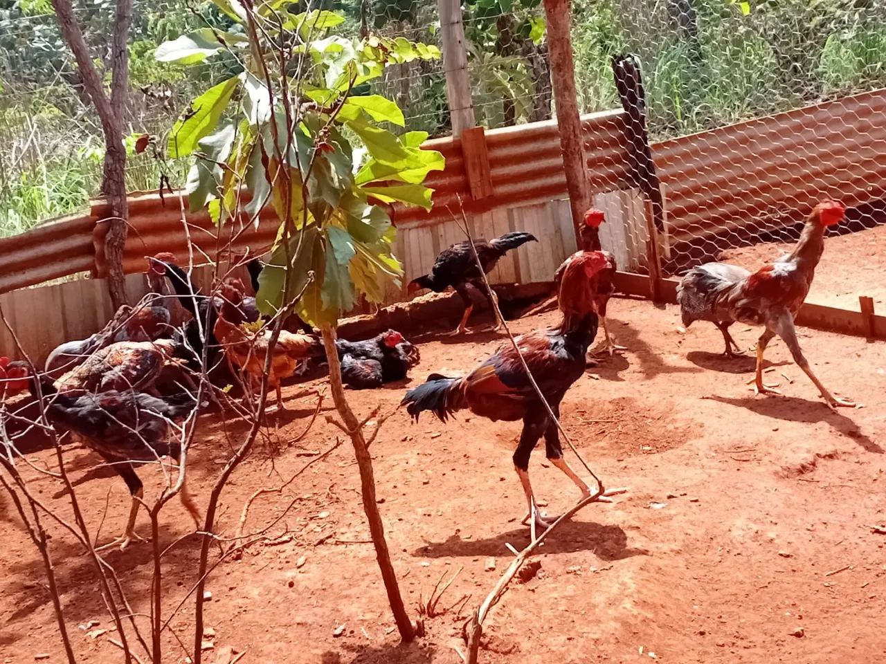 Frango Caipira 
