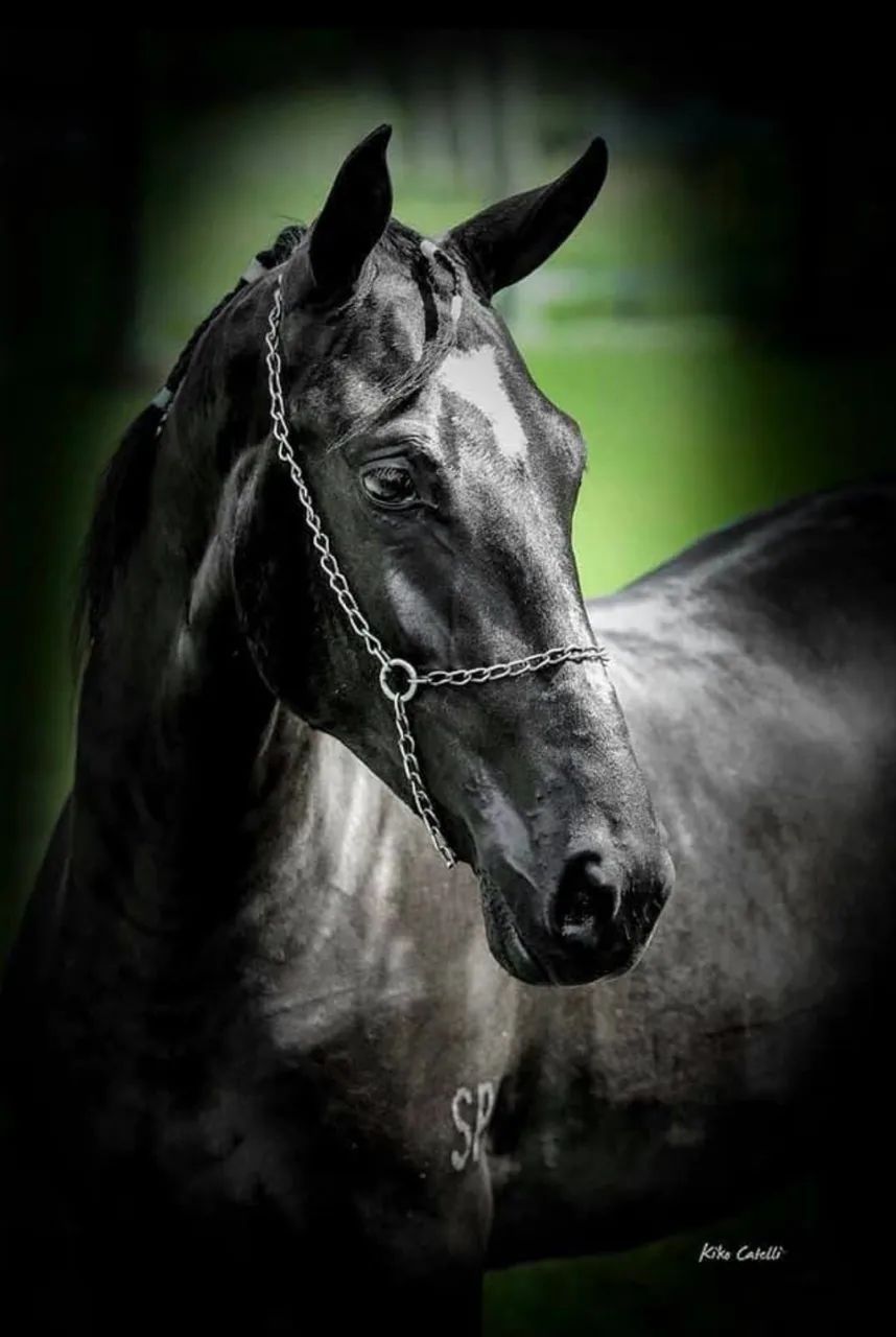 Vendo cavalo mangalarga marchador de competição  - Foto 3