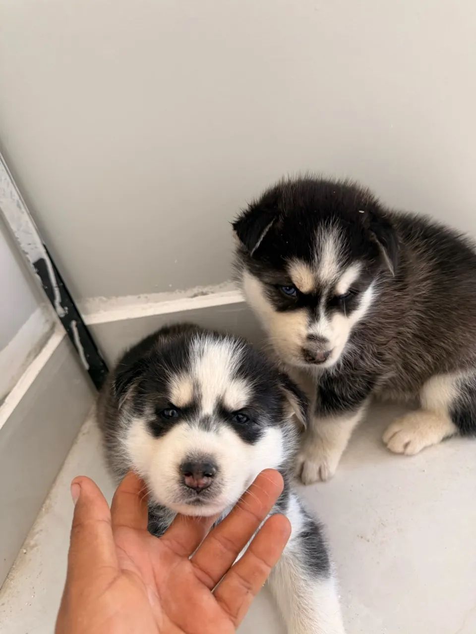 Husky siberiano disponível - Foto 2