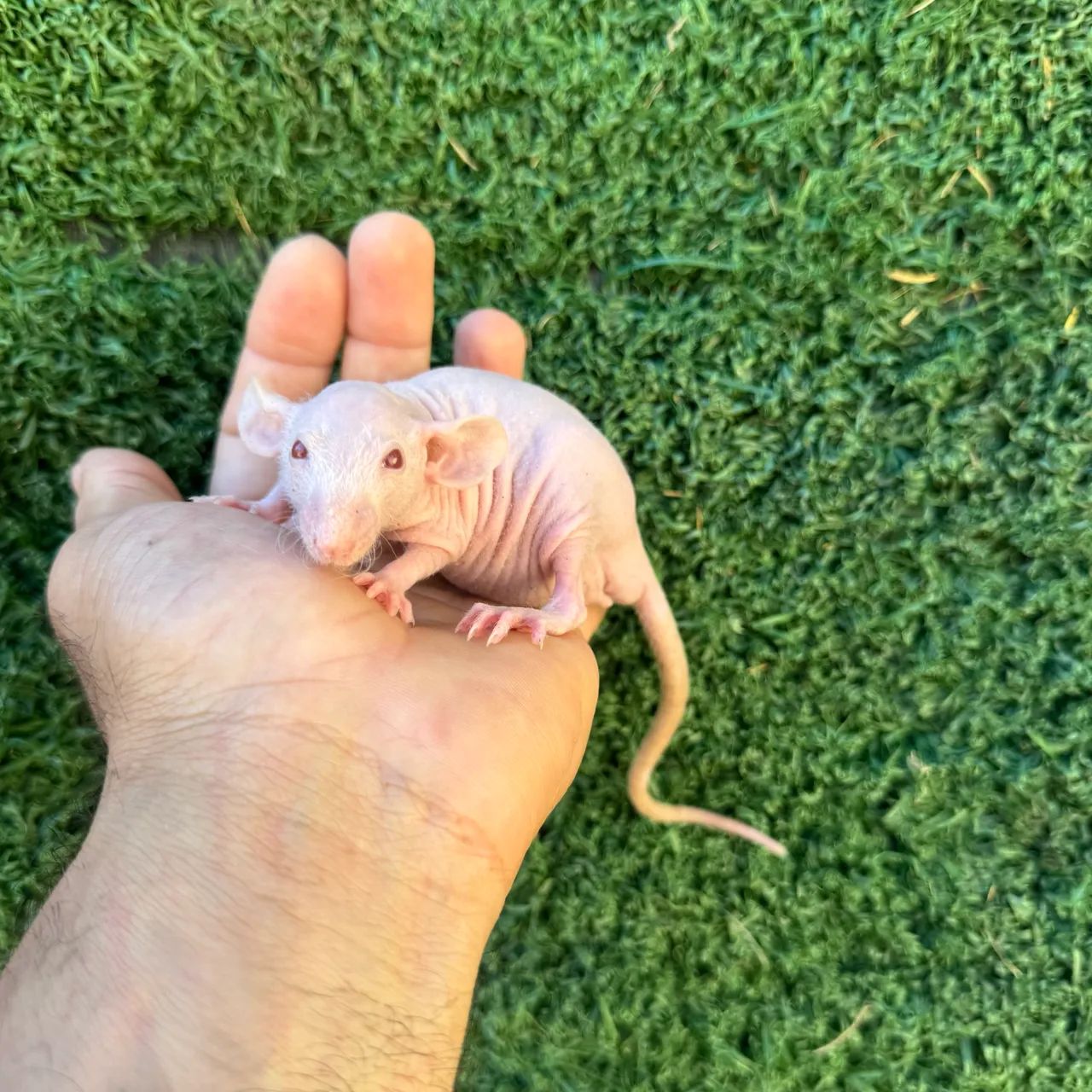 Animais  - Foto 2