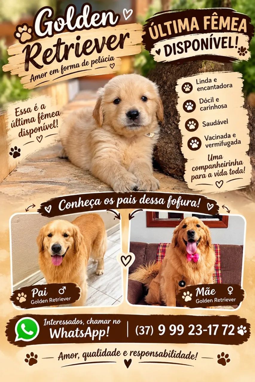 Golden Retriever 