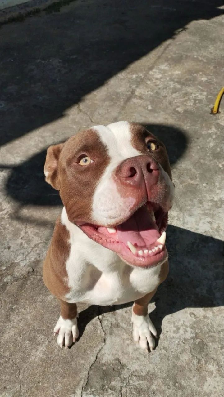American bully 