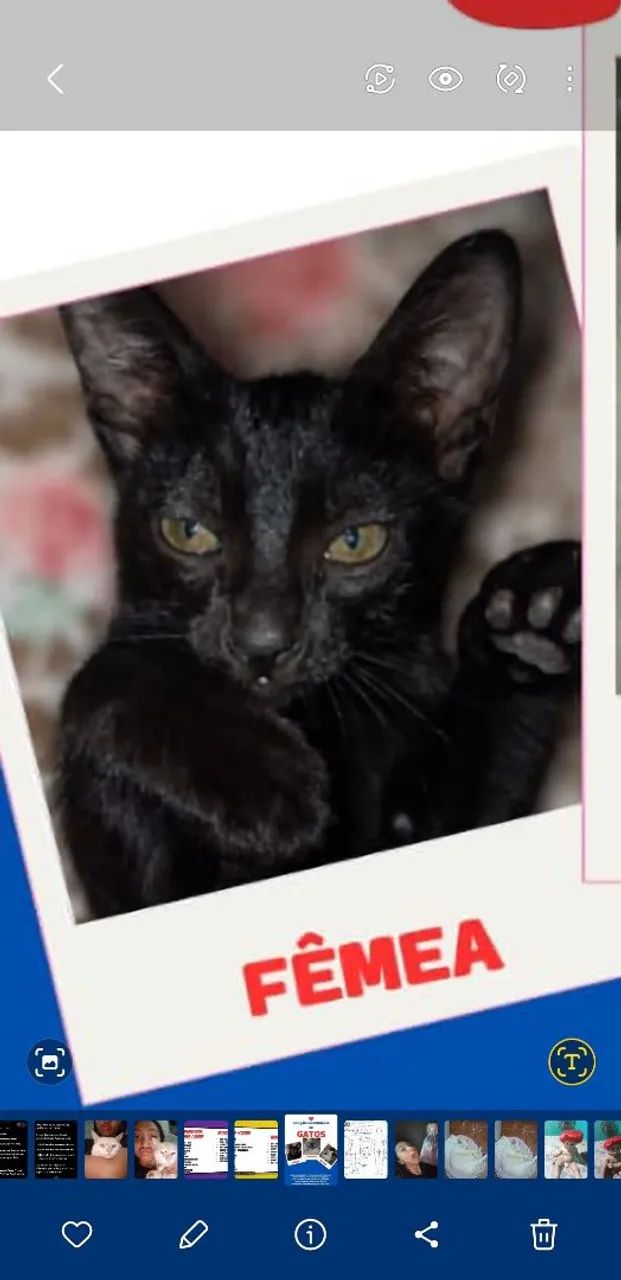 Doação de Gatinhos.
