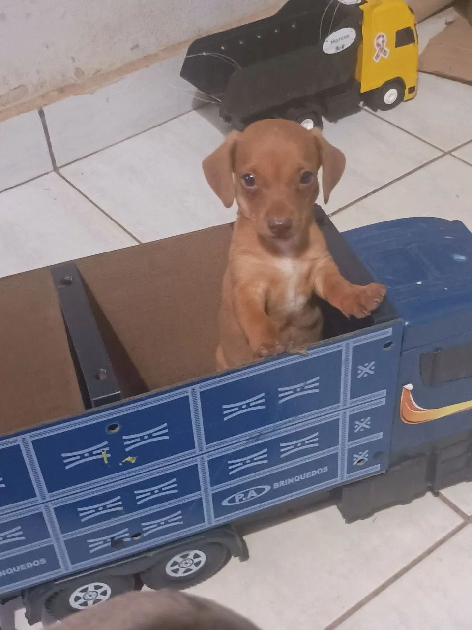 Dachshund
