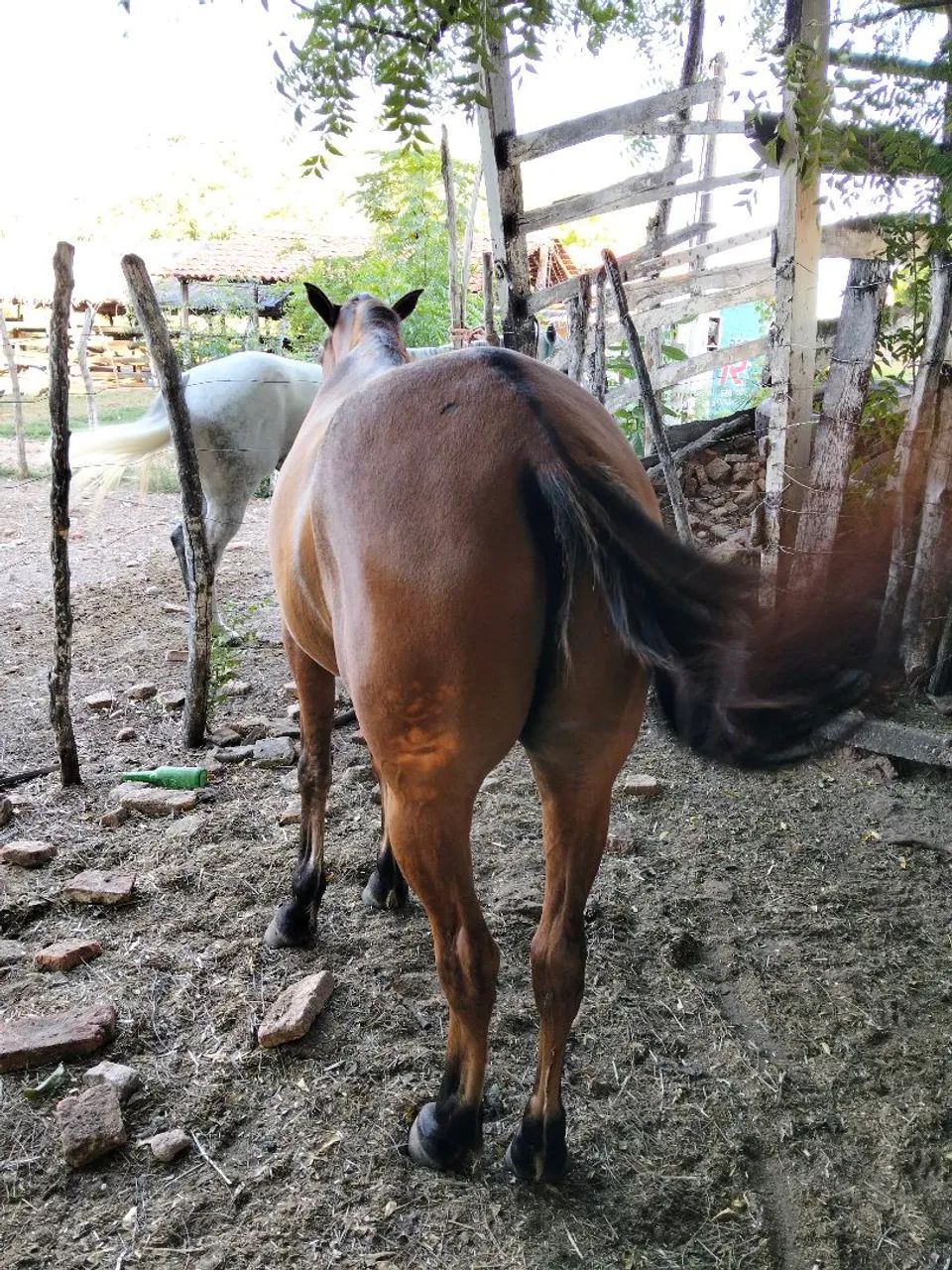 Vendo cavalo com 8 anos de idade.     - Foto 3
