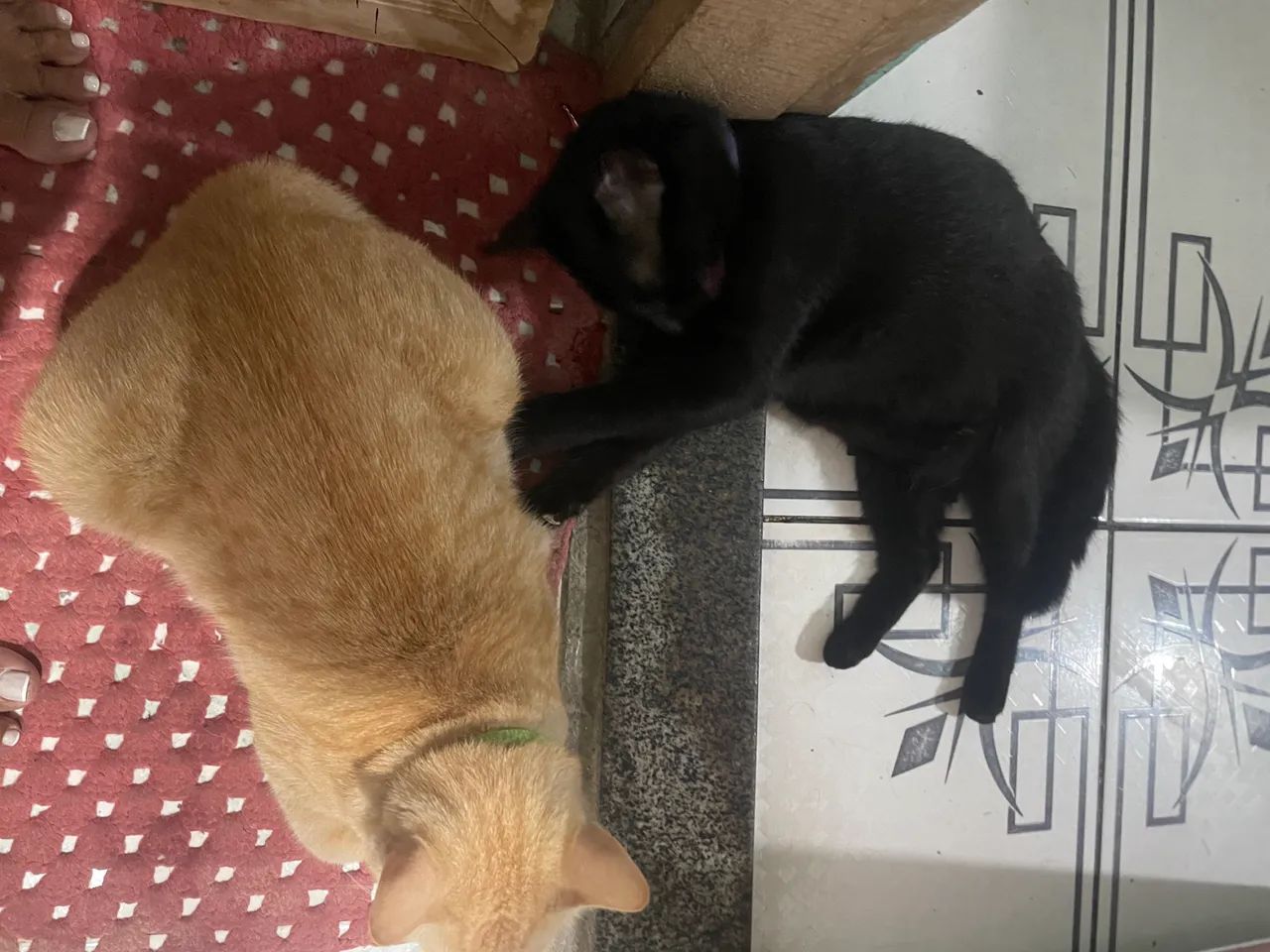 Gato castrado - Foto 3