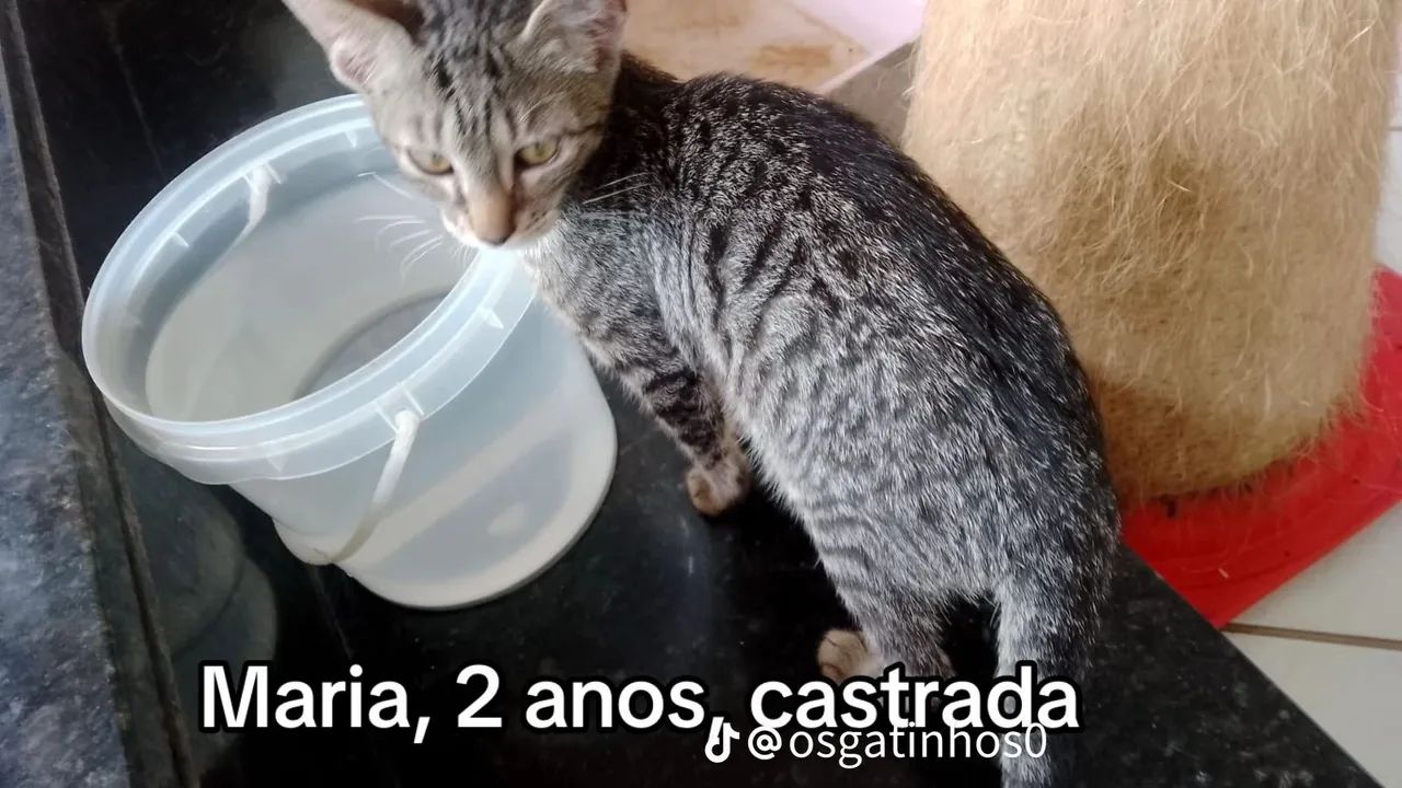 Doando vários gatinhos  - Foto 4