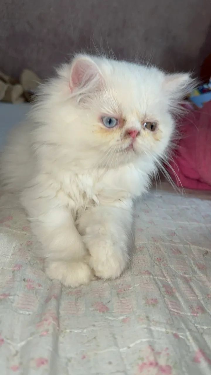 Gato Persa - Foto 5