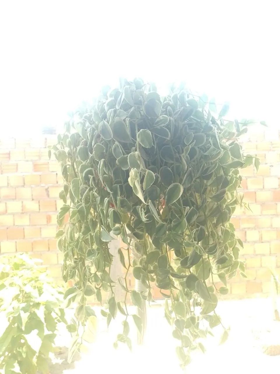 Planta com suporte decorado  - Foto 3