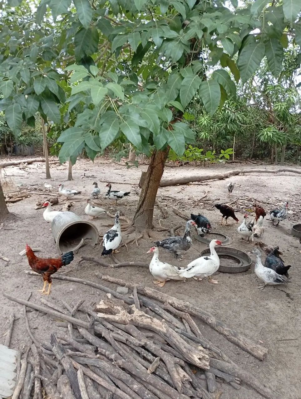 Venda de Patos 