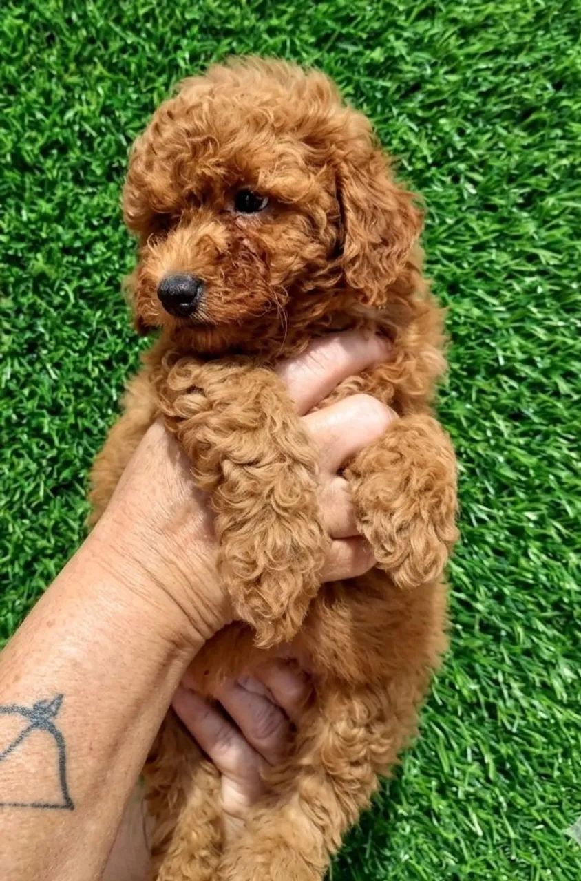 Poodle Toy Red - Foto 3