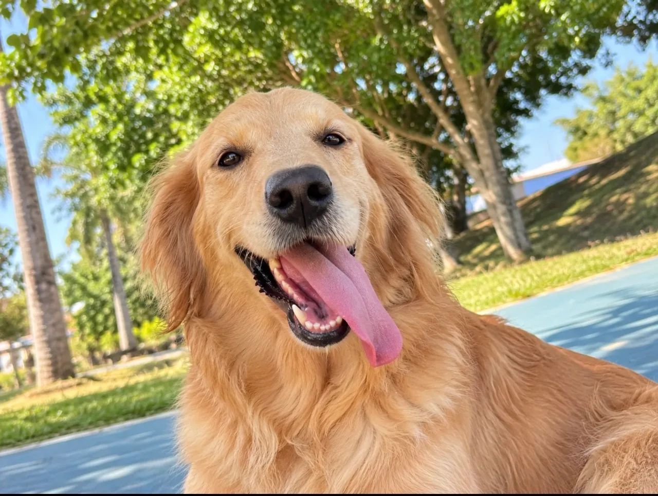 Golden Retriver  - Foto 2