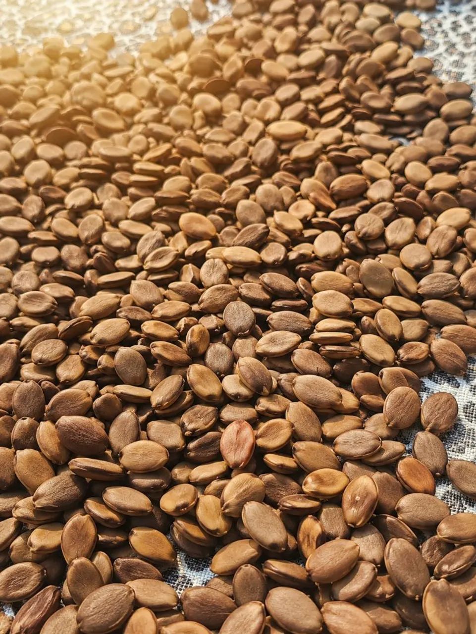 Sementes de Guapuruvu Guapuruvi Ficheira | Mudas Reflorestamento Biojoias Artesanato - Foto 4