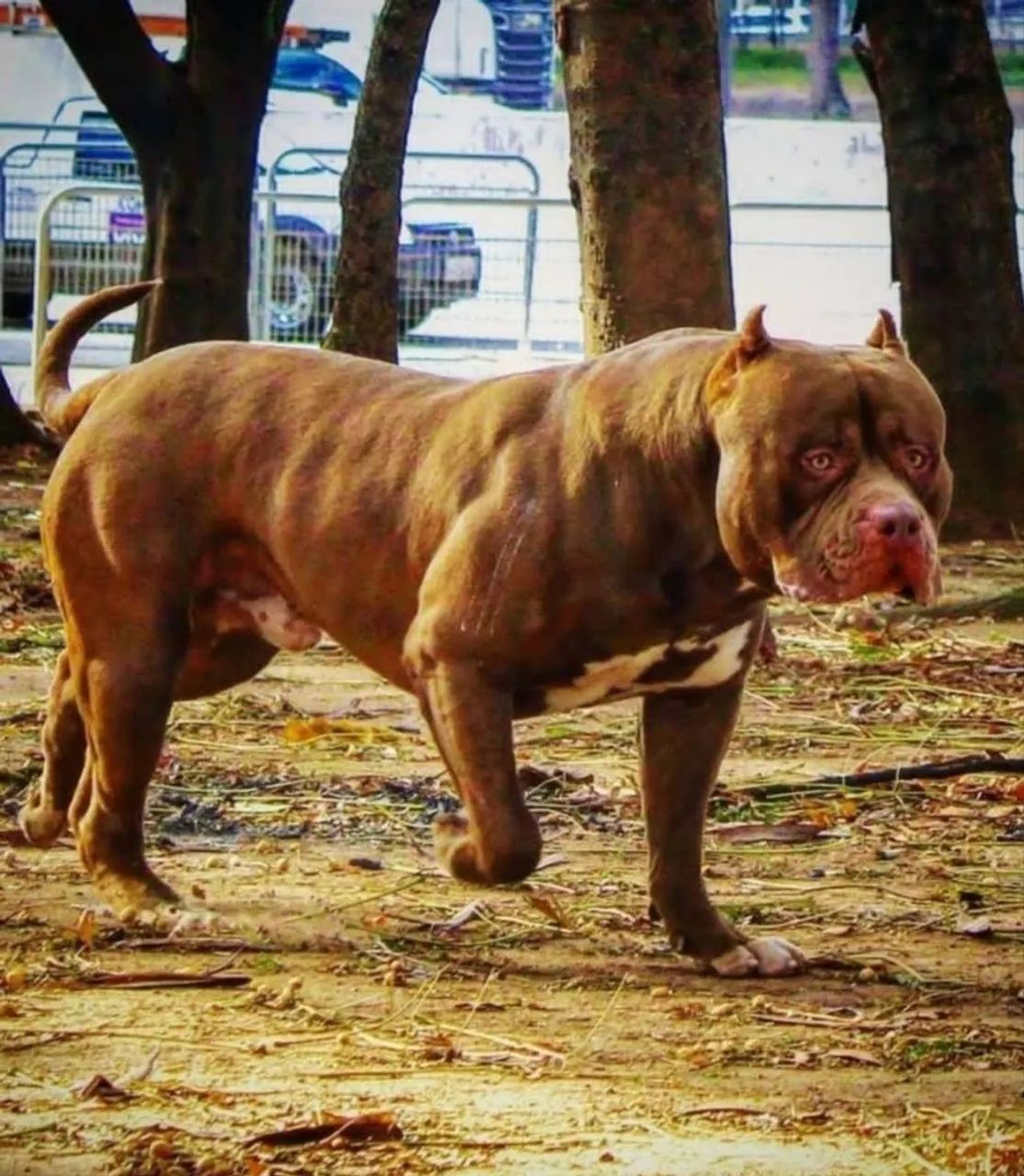 Pit Monster - Foto 3