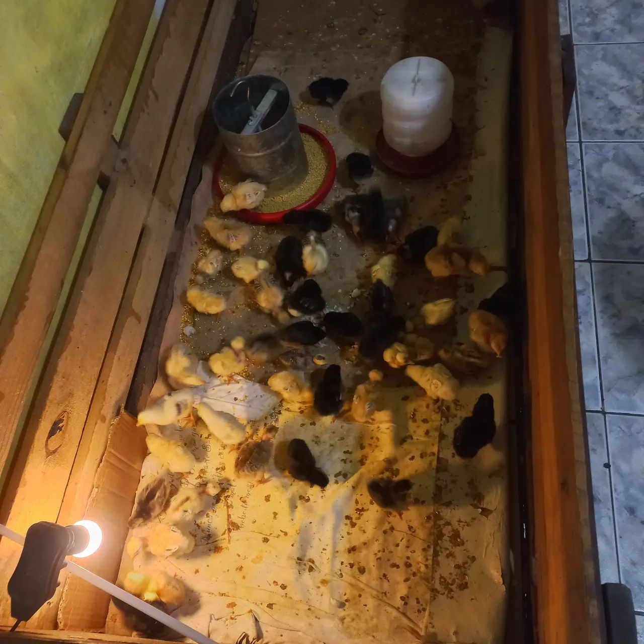 51 pintinhos  - Foto 5