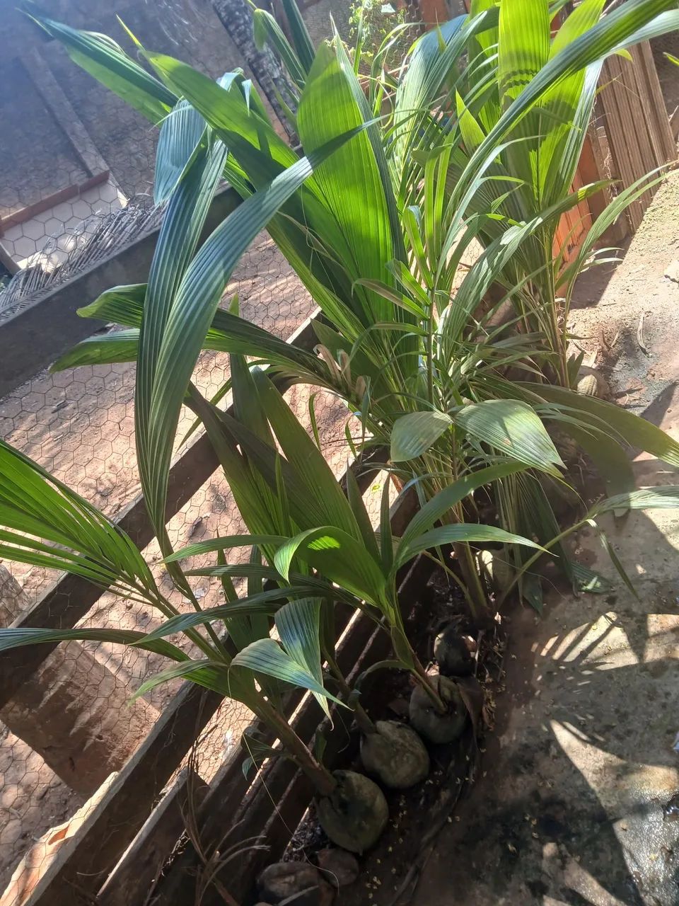 Muda de coco - Foto 2