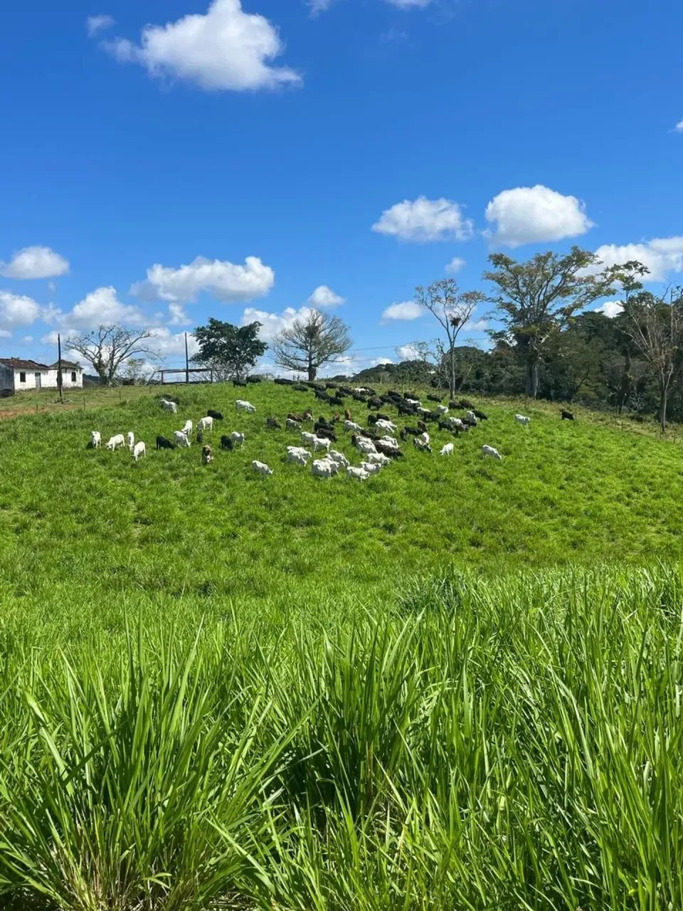 FAZENDA DE PECUÁRIA E CACAU - Foto 3
