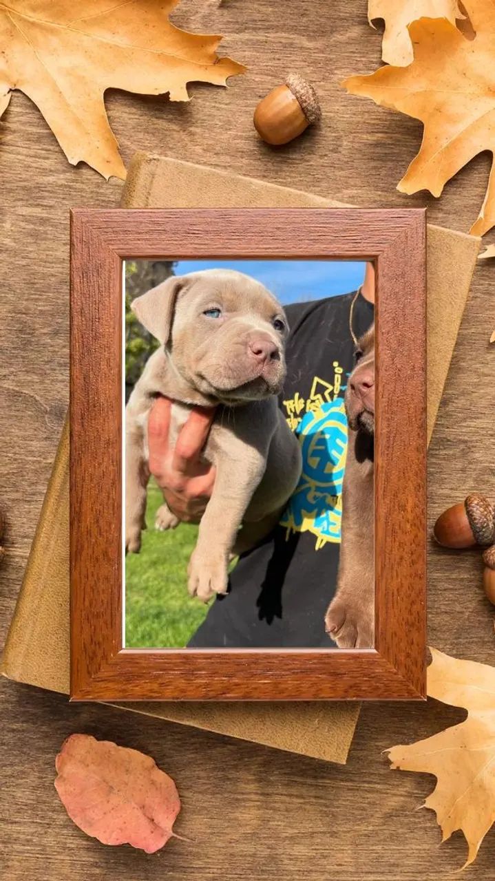 Belos Pit Monsters pedigree original 