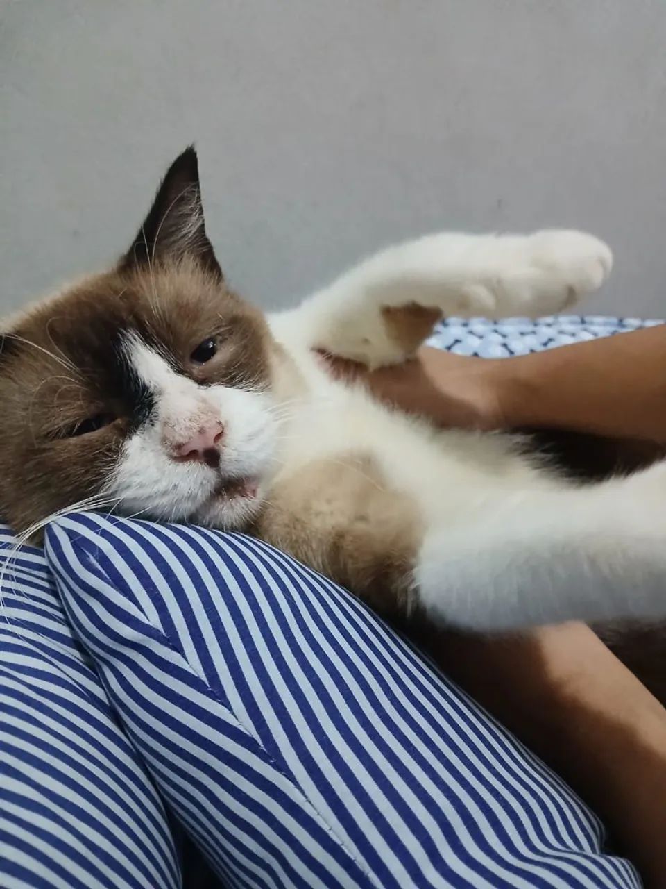 gatinho para adoção - Foto 2