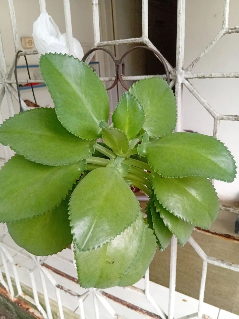 Muda de planta no vaso