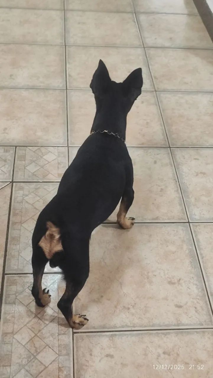 Lucky quer namorar e fazer filhote  - Foto 3