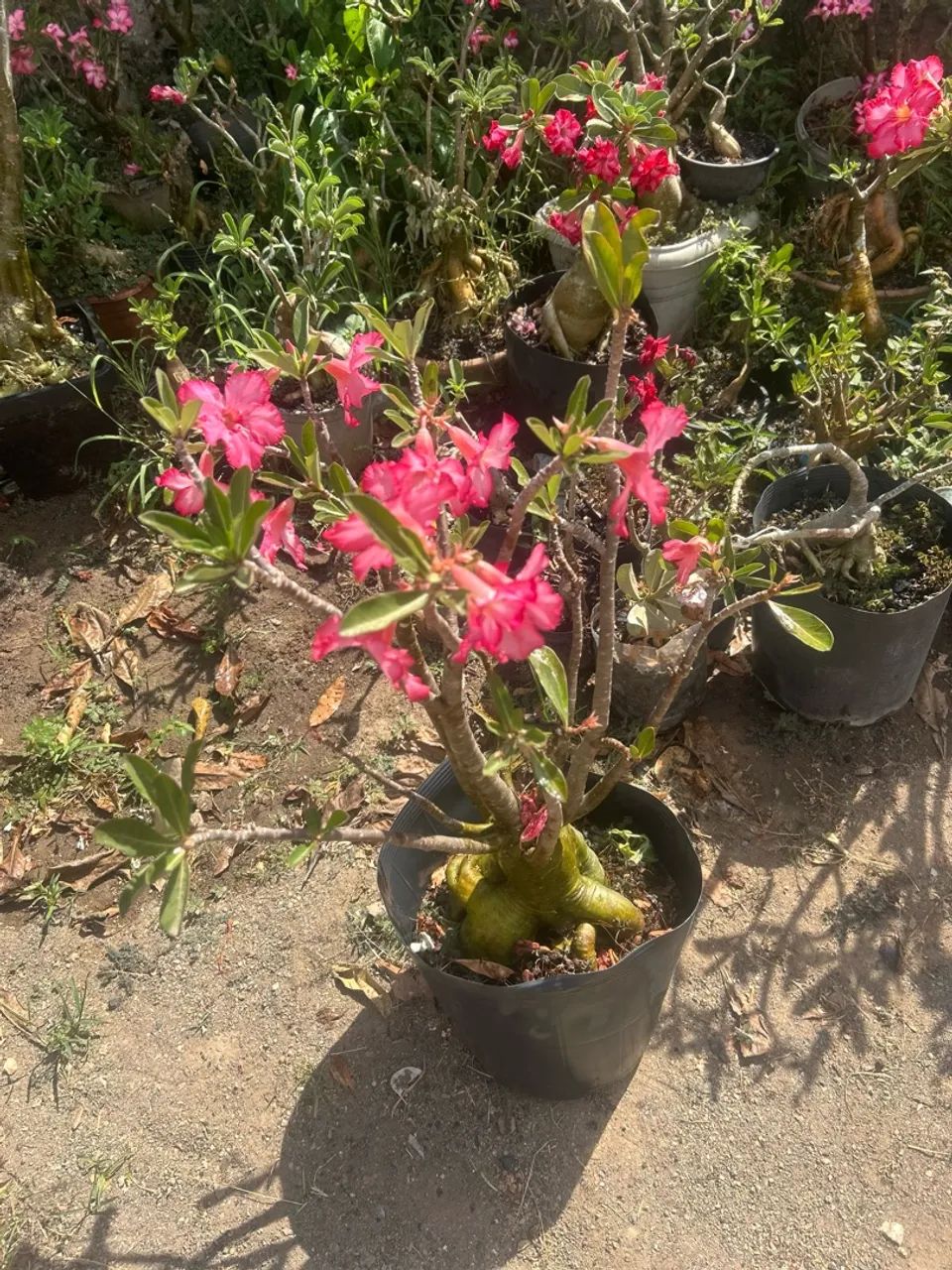 Rosa do deserto  - Foto 2