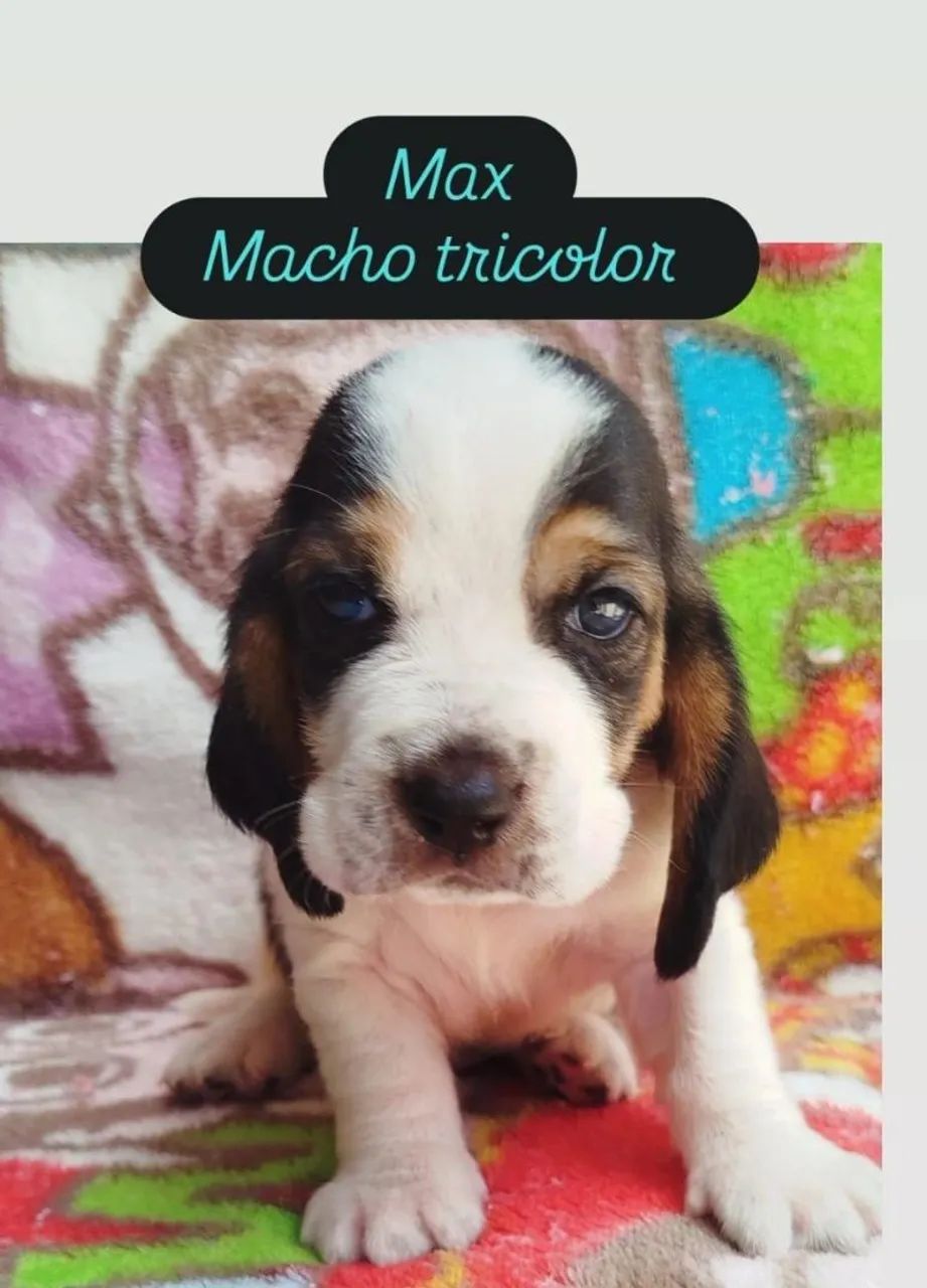 OBasset Hound macho vacinado - Foto 4
