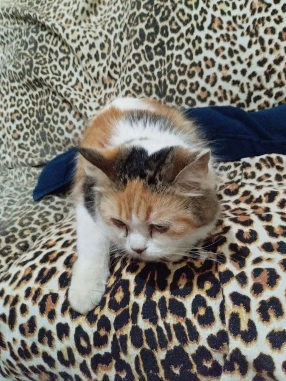 Gata persa mestiça  - Foto 2