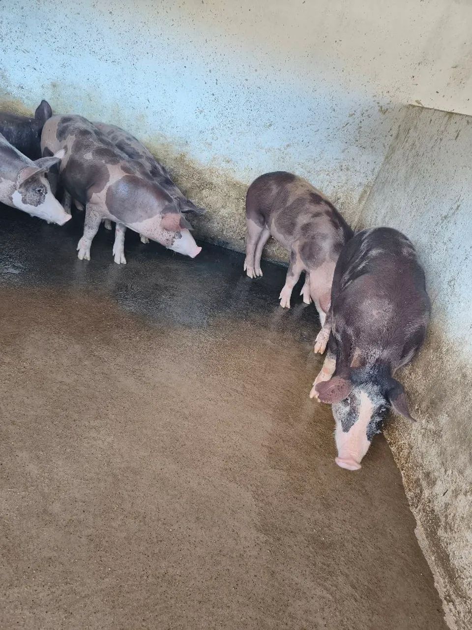 12 porcos média de 60 a 100kg - Foto 5